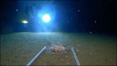 En quelle ann&eacute;e a-t-elle &eacute;t&eacute; explor&eacute;e pour la premi&egrave;re fois jusqu'au fond ?