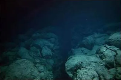 Laquelle de ces cr&eacute;atures n'a pas &eacute;t&eacute; aper&ccedil;ue par les scientifiques descendus les premiers au fond de la fosse des Mariannes ?