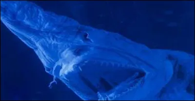 Que trouve-t-on au fond de cette fosse &eacute;galement ?