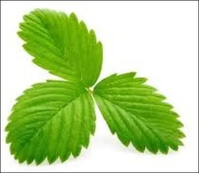 À quelle plante appartiennent ces feuilles ?