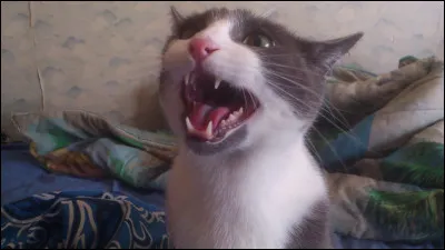 Dans un clan, quelle corvée préférerais-tu faire ?