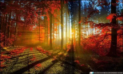 Quelles sont les deux couleurs des piquets au ski alpin ?