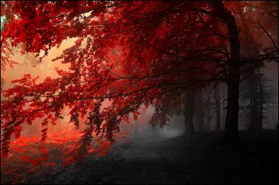 Qui chante "En rouge et noir" ?