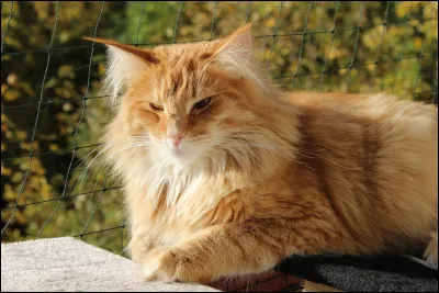 Quels sont tous les noms d'&Eacute;toile de Feu ?