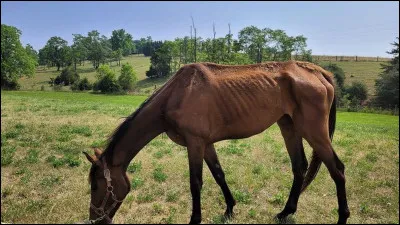 Où mesure-t-on un cheval ou un poney ?