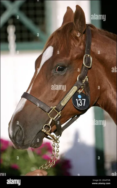 Quelle taille de cheval préfères-tu ?