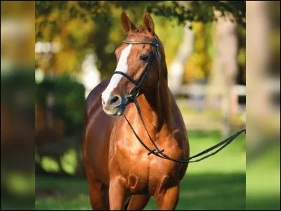 Tu serais un cheval...