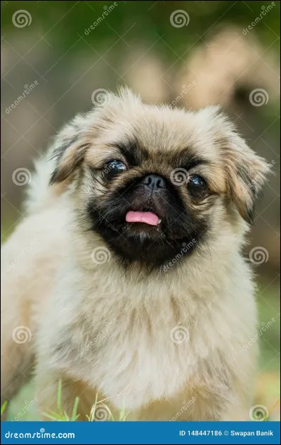 Quelle est cette race ?