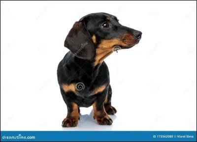 Quelle est cette race ?