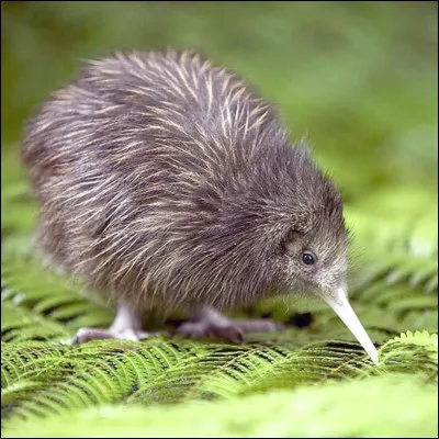 Le kiwi est un animal endémique de l'Australie.
