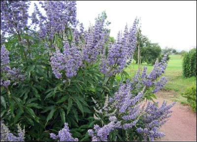 Botanique : Quel arbrisseau des régions méditerranéennes est aussi appelé arbre au poivre ou agneau chaste ?