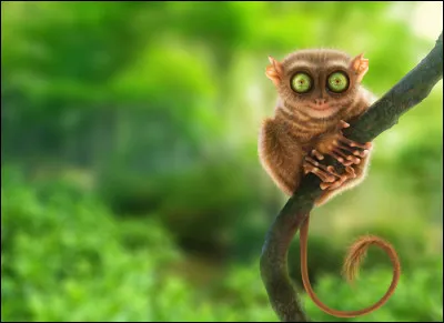 Animaux : Quel petit primate aux gros yeux globuleux vit aux Philippines et en Indonésie ?