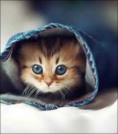 Quel nom voudrais-tu pour ton animal ?