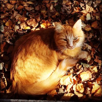 On va dire que tu as r&eacute;pondu la derni&egrave;re proposition ; ton mentor le d&eacute;couvre ; que fais-tu ?