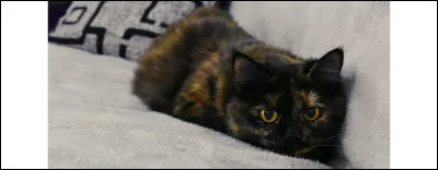 Tu pr&eacute;f&eacute;rerais avoir le pelage...