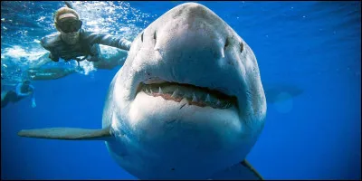 De quelle famille le requin fait-il partie ?