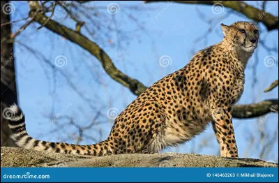 Quelle est la vitesse maximale du guépard ?