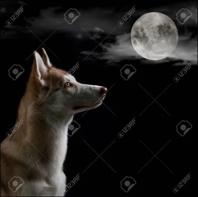 Quel était le nom de premier chien envoyé dans un satellite autour de la Terre ?