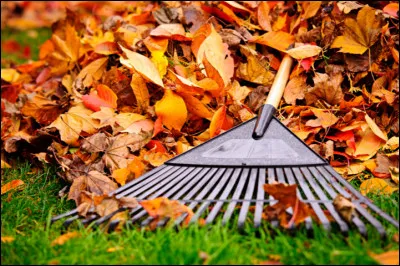 Sur la photo, quel est le nom de l'objet posé sur le tas de feuille ?