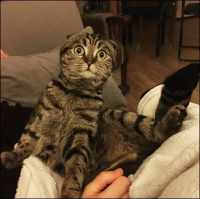 Tu vas avoir des chatons alors que tu es apprenti, comment réagis-tu ?