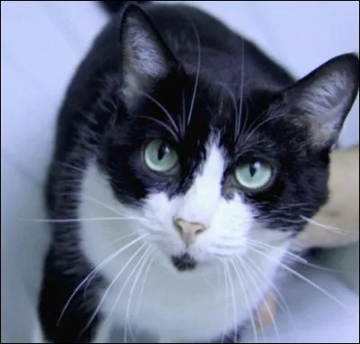 Qui faisait partie du Clan du Sang et l'a déserté ?