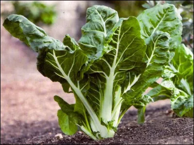 Cette plante consommée en gratin ou autre préparation fait-elle partie d'une expression idiomatique ?