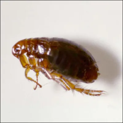 Cette sale bestiole peut-elle se trouver dans un organe humain ?