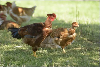 Peut-on associer les dents avec le volatile présenté en illustration ?