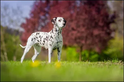 Comment le dalmatien était-il appelé au temps des diligences ?