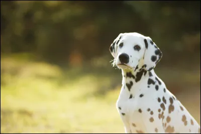 Le dalmatien est sujet à :