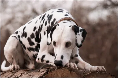 De qui le dalmatien est-il la mascotte aux Etats-Unis ?