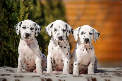 A qui doit-on le roman "Les 101 Dalmatiens" ?
