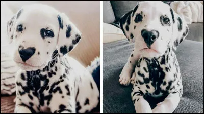 Le dalmatien est un chien sportif.
