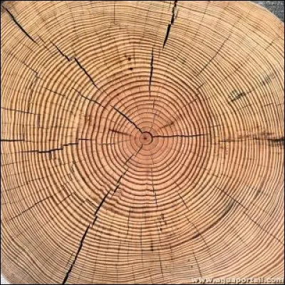Comment appelle-t-on les cercles concentriques sur la section transversale du tronc d'un arbre ?