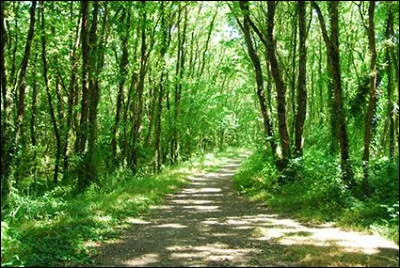 Comment appelle-t-on l'étude et la classification des arbres ?