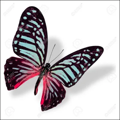 De quelle(s) couleur(s) est ce papillon ?