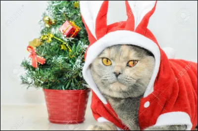 Avec quelle(s) couleur(s) ce chat est-il habillé ?