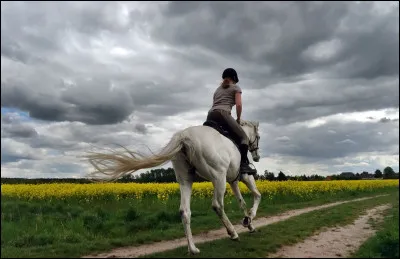 Le cheval voit-il exactement comme l'homme ?