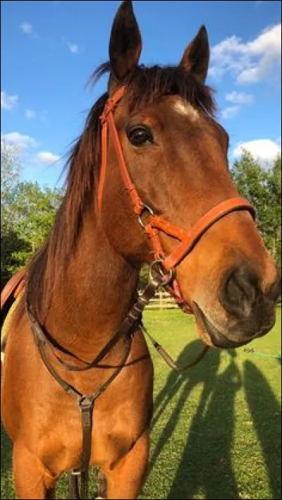 Qu'est-ce que le boulet d'un cheval ?