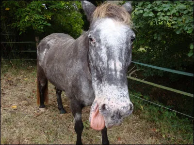 Les lettres de manège sont toujours à la même place dans tous les manèges.