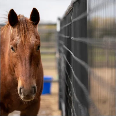 Qu'est-ce que l'impulsion ?