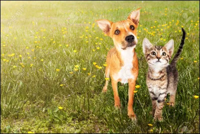 Qu'aimes-tu &ecirc;tre ?