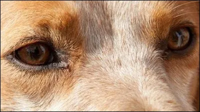 Tu préfères les yeux qui sont :