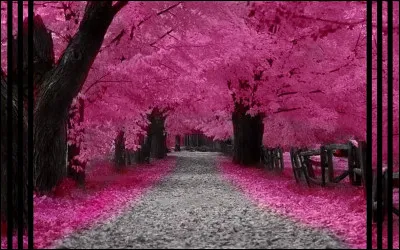 Quel réalisateur a mis en scène le film "La Rose pourpre du Caire" ?