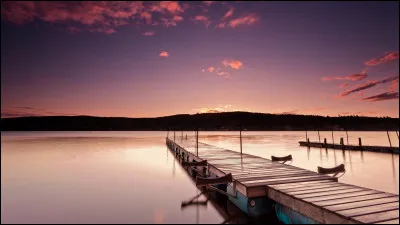 Quel est le titre du roman de Romain Gary qui raconte l'histoire d'un homme qui adopte un chien appelé Rose ?