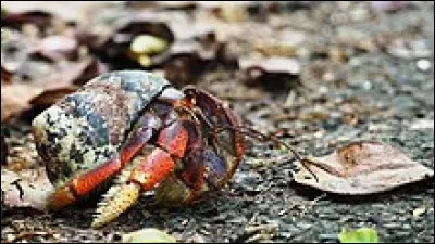 Quel autre nom est utilis&eacute; pour d&eacute;signer le bernard-l'hermite ?