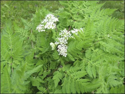 Quelle est cette plante ?