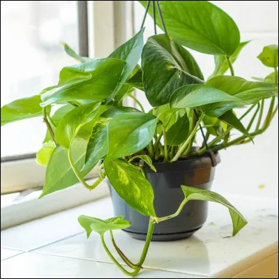 Quelle plante permet de soigner les infections ?