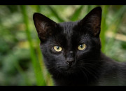 Quiz Le chat noir - Les superstitions