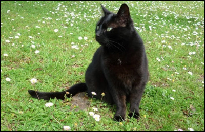 Quel était le point de vue sur les chats noirs au Moyen Âge ?